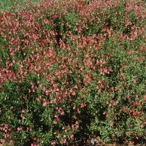 thumbnail for publication: Salvia greggii Cherry Sage, Autumn Sage, Cherry Salvia